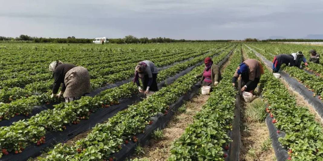 Mersin’de hasat ediliyor, uçak kargoyla Dubai ve Katar’a yollanıyor: Kilosu 75 TL 2